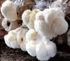 KỸ THUẬT TRỒNG NẤM ĐẦU KHỈ