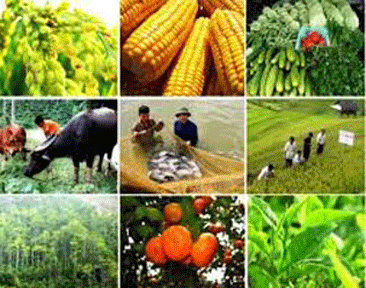 Website chuyên trang Nông nghiệp Hải Dương