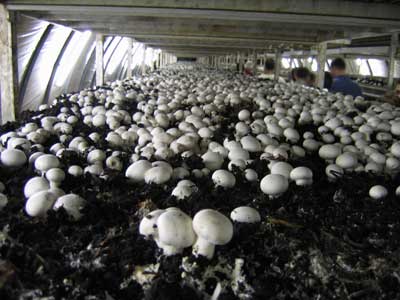 Kỹ thuật trồng nấm Mỡ