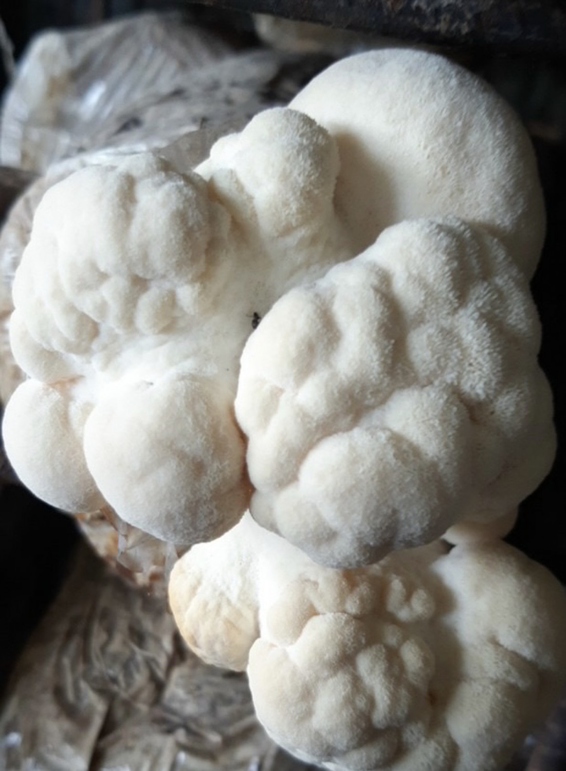 Sản phẩm Nấm Đầu Khỉ