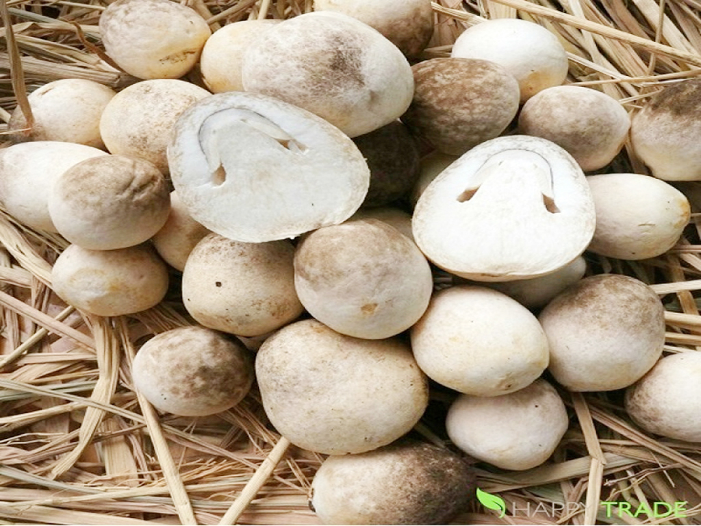 Một số hình ảnh về sản phẩm Nấm ăn của Công ty TNHH SX Nấm Hải Dương