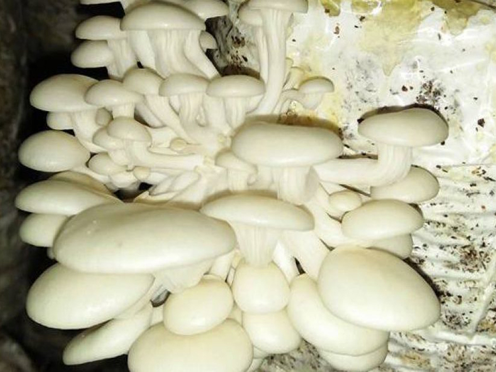 Một số hình ảnh về sản phẩm Nấm ăn của Công ty TNHH SX Nấm Hải Dương