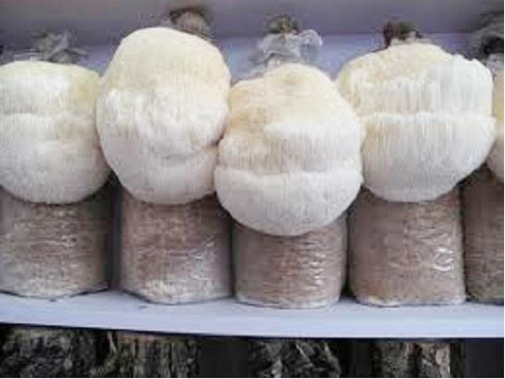 Một số hình ảnh về sản phẩm Nấm ăn của Công ty TNHH SX Nấm Hải Dương